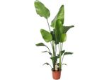 Albero Di Strelitzia Strelitzia Nicolai - Ø21Cm - Altezza 130Cm - Elegante Pianta D'appartamento - Stile Tropicale Per La Casa