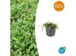 Cuscino Pennato - Leptinella Squalida - ↕10-25Cm - Ø9Cm - 60 Pezzi - Tappeto Erboso Sempreverde - Foglie Simili A Felci - Resistente All'ombra E Facile Da Curare