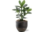 Clusia Rosea Princess - Balsam Apple - Pianta D'appartamento Ø12Cm ↕15Cm - Con Vaso Beau Nero Ø14X13Cm - Tropicale E Facile Da Curare - Compatta E Decorativa