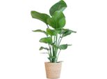 Strelitzia Nicolai - Pianta Dell'uccello Del Paradiso - Pianta Da Appartamento - Altezza 80 Cm - Ø21 Cm - Incluso Cesto Sofia Nature - Decorativa, Facile Da Curare, Stile Tropicale