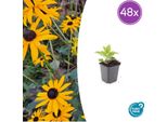 Rudbeckia Fulgida 'Goldsturm' - Fiordaliso Dorato - 48 Piante - ↕10-25Cm - Ø9Cm - Perenne Amica Delle Api E Delle Farfalle - Molto Resistente
