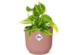Baumfreund Philodendron Scandens 'Brasil' - Pianta D'appartamento Con Vaso Decorativo Vibes Fold Pink Ø14Cm - Foglie A Forma Di Cuore Con Motivo Giallo-Verde - Facile Da Curare E Purificante Dell'aria - Per Soggiorno E Ufficio
