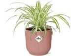 Giglio Verde Chlorophytum Comosum Variegatum - Pianta Da Appartamento Ø12Cm Incl. Vaso Decorativo Vibes Fold Pink Ø14Cm - Pianta Purificatrice D'aria Di Facile Cura - Ideale Per Soggiorno, Camera Da Letto E Ufficio
