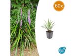Liriope Muscari 'Ingwersen' - ↕10-25Cm - Ø9Cm - 60 Piante - Tappezzante Sempreverde - Pannocchie Di Fiori Viola - Resistente E Facile Da Curare