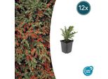 Cotoneaster A Ventaglio - Cotoneaster Horizontalis - ↕10-25Cm - Ø9Cm - 12 Piante - Coprisuolo Resistente Con Bacche Rosse