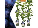 Uva Biologica - Vitis Vinifera - Ø13 Cm - ↨20 Cm - 6 Piante - Piante Di Uva Biologica Per Giardino, Balcone E Terrazzo - Autoproduzione, Resistente Al Gelo