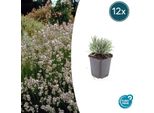 Lavanda Lavandula Int. 'Edelweiss' - ↕10-25Cm - Ø9Cm - 12 Piante - Fiori Bianchi, Resistente E Amica Delle Api