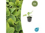 Russel Burnet Phlomis Russeliana - ↕10-25Cm - Ø9Cm - 6 Piante - Resistente All'inverno E Rispettosa Delle Api - Fioritura Estiva Per Aiuole E Giardino