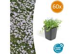 Testa Di Fiore Blu Isotoma Fluviatilis - ↕10-25Cm - Ø9Cm - 60 Piante - Coprisuolo Basso, Fiori Blu A Forma Di Stella, Facile Da Curare, Da Soleggiato A Semi-Ombreggiato