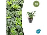 Pachysandra Terminalis 'Green Sheen' Verde Ombra - ↕10-25Cm - Ø9Cm - 6 Piante - Copertura Del Terreno Sempreverde - Facile Da Curare E Resistente