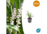 Liriope Muscari 'Monroe White' - ↕10-25Cm - Ø9Cm - 60 Piante - Sempreverde E Resistente - Copertura Del Suolo E Aiuole