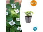 Corniolo Canadese Cornus Canadensis - ↕10-25Cm - Ø9Cm - 60 Piante - Copertura Del Terreno - Adatto All'ombra - Sempreverde - Adatto Alle Api - Facile Da Curare