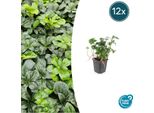 Verde Ombra - Pachysandra Terminalis 'Green Sheen' - ↕10-25Cm - Ø9Cm - 12 Piante - Copertura Del Terreno Sempreverde - Resistente E Facile Da Curare