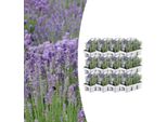 Lavanda Vera - Lavanda Angustifolia - Ø7Cm - ↕15 Cm - 72 Piante - Profumata E Resistente - Per Il Giardino, Il Balcone E La Terrazza - Di Facile Cura