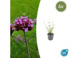 Verbena Alta Verbena Bonariensis 'Lollipop' - ↕10-25Cm - Ø9Cm - 6 Piante - Fiori Viola - Lunga Fioritura - Facile Da Curare - Balcone, Aiuola E Giardino