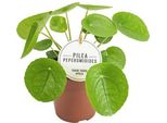 Albero Dei Soldi Cinese - Pilea Peperomioides - Pianta Da Appartamento Decorativa - Facile Da Curare E Purificante Dell'aria - Ø13Cm - Altezza Circa 20Cm