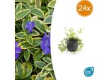 Vinca Minor 'Aureovariegata' - 24 Piante - Tappezzante Sempreverde - Fiori Viola - Fogliame Verde-Dorato - 10-25 Cm - Ø9 Cm - Tollerante All'ombra E Facile Da Curare