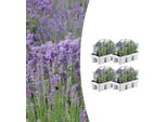 Lavanda Vera - Lavandula Angustifolia - Ø7 Cm X H15 Cm - 24 Piante - Profumata E Facile Da Curare - Per Il Balcone, La Terrazza E L'aiuola - Bellezza Mediterranea