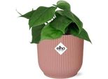 Philodendron Scandens - Albero Amico - Pianta D'appartamento Con Vaso Decorativo Vibes Fold Pink Ø14Cm - Foglie A Forma Di Cuore - Facile Da Curare E Purificante Dell'aria - Per Il Soggiorno E L'ufficio
