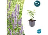 Ortica Asiatica Profumata Agastache 'Blue Fortune' - ↕10-25Cm - Ø9Cm - 12 Piante - Blu Lavanda - Adatta Alle Farfalle - Fioritura Estiva - Cura Facile