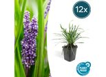 Liriope Muscari 'Big Blue' - ↕10-25Cm - Ø9Cm - 12 Piante - Sempreverde, Fiori Viola, Coprisuolo, Facile Da Curare, Ombra Parziale
