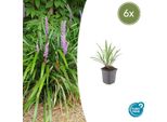 Liriope Muscari 'Ingwersen' - ↕10-25Cm - Ø9Cm - 6 Piante - Copertura Del Terreno, Sempreverde, Fiori Viola, Resistente, Di Facile Manutenzione