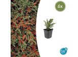 Cotoneaster A Ventaglio - Cotoneaster Horizontalis - ↑10-25Cm - Ø9Cm - 6 Piante - Arbusto Ornamentale Resistente, Copertura Del Terreno, Bacche Rosse, Facile Da Curare