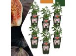 Fico Biologico - Ficus Carica - Ø13 Cm - ↨20 Cm - 6 Piante - Albero Da Frutto Per Giardino, Balcone E Terrazza - Autoproduzione, Resistente Al Gelo
