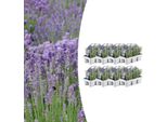 Lavanda Vera - Lavandula Angustifolia - Ø7Cm X H15Cm - 48 Piante - Profumata E Facile Da Curare - Per Balcone, Terrazza E Aiuola - Bellezza Mediterranea