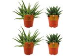 Aloe Spider + Gasteria Hybrid Aurora - 4 Piante Grasse Ø10,5Cm ↕10Cm - Piante Da Appartamento Di Facile Manutenzione Per Casa, Ufficio E Davanzali
