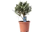 Olivo - Olea Europaea - Pianta Da Appartamento Ø13Cm - Alta Circa 21Cm - Pianta Mediterranea - Sempreverde E Facile Da Curare - Per Soggiorno, Balcone E Terrazza
