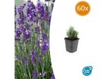 Lavanda Lavandula Ang. 'Dwarf Blue' - ↕10-25Cm - Ø9Cm - 60 Piante - Forma Nana, Resistente, Facile Da Curare, Adatta Alle Api, Profumata