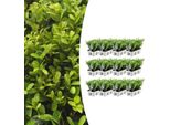 Agrifoglio - Ilex Crenata 'Jenny' - 72 Piante - Sempreverde - Resistente - Alternativa Al Bosso - Ø7Cm ↕15Cm
