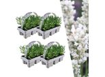 Vera Lavanda Angustifolia Bianca - 24 Piante - Ø7Cm - Altezza Circa 15Cm - Lavanda Perenne A Fiore Bianco - Profumata, Resistente E Facile Da Curare