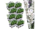 Vera Lavanda Angustifolia Bianca - 48 Piante - Ø7Cm - Altezza Circa 15Cm - Lavanda Perenne A Fiore Bianco - Profumata, Robusta E Facile Da Curare