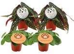 Pilea Peperomioides + Begonia Maculata - 4 Piante D'appartamento - Ø12Cm - ↕20Cm - Piante Verdi Di Tendenza In Un Mix - Piante A Fogliame Decorativo Per Il Soggiorno E L'ufficio - Facile Da Curare