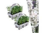 Vera Lavanda Angustifolia Bianca - 12 Piante Ø7Cm - Perenne, Profumata E Resistente Al Gelo - Fiori Compatti Di Colore Viola - Fresca Di Coltivazione