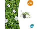 Vinca Minor 'Gertrude Jekyll' - 24 Piante - Tappezzante Sempreverde - Fioritura Bianca - Foglie Verde Intenso - 10-25 Cm - Ø9 Cm - Tollerante All'ombra E Facile Da Curare