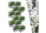 Lavanda Vera Angustifolia Bianca - 72 Piante - Ø7Cm - Altezza Circa 15Cm - Lavanda Perenne A Fiore Bianco - Profumata, Resistente E Facile Da Curare