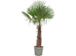 Palma Della Canapa Cinese Trachycarpus Fortunei - Resistente - 270 Cm Di Altezza - Ø55Cm - Pianta Esotica Da Giardino E Da Terrazzo - Facile Da Curare E Robusta