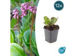 Bergenia - Bergenia Cordifolia 'HerbstblüTe' - ↕10-25Cm - Ø9Cm - 12 Piante - Coprisuolo Sempreverde