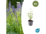 Ortica Asiatica Profumata Agastache 'Black Adder' - 6 Piante - Perenne Con Fiori Viola Scuro - Ø9Cm - Fioritura Dall'estate All'autunno - Amante Delle Api E Facile Da Curare