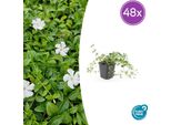 Vinca Minor 'Gertrude Jekyll' - Tappezzante Sempreverde - 48 Piante - Fiori Bianchi - 10-25 Cm - Ø9 Cm