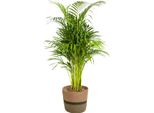 Dypsis Areca Lutescens Con Cesto - Altezza 100-120Cm - Ø21Cm - Palma Dorata Con Foglie Verde Brillante - Pianta D'appartamento Che Purifica L'aria - Facile Da Curare E Decorativa Per Casa E Ufficio