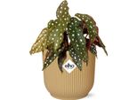 Begonia Trota - Pianta D'appartamento Begonia Maculata In Vaso Vibes Fold 14Cm Giallo - Pianta Dal Fogliame Esotico Con Punti Decorativi
