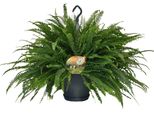 Felce Spada - Nephrolepis Green Lady - Pianta Da Appartamento - Ø20 Cm - ↕60 Cm - Felce Di Boston - Facile Da Curare - Purificante Dell'aria
