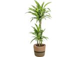Dracaena Deremensis White Stripe Con Cesto - Altezza 90-110Cm - Ø21Cm - Pianta D'appartamento Di Facile Manutenzione Con Foglie Bianche - Purificante E Decorativa Per Soggiorno E Ufficio