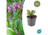 Bergenia - Bergenia Cordifolia 'HerbstblüTe' - ↕10-25Cm - Ø9Cm - 6 Piante - Sempreverde E Resistente