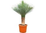 Giglio Delle Palme Yucca Rostrata - Pianta D'appartamento 170Cm - Ø55Cm - Resistente - Pianta Solitaria Esotica Di Facile Manutenzione