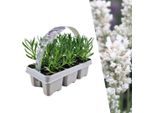 Lavanda Vera Angustifolia Bianca - 6 Piante - Ø7Cm - Altezza Circa 15Cm - Lavanda Perenne A Fiore Bianco - Profumata, Resistente E Facile Da Curare